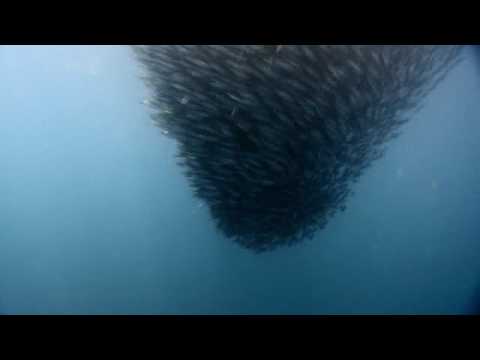 YouTube-Video-Thumbnail